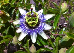 Fleur de la passion.jpg