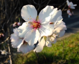 fleur d'amandier.jpg
