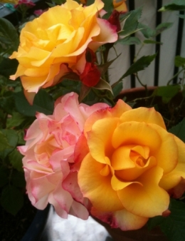 Roses mai 2012.jpg