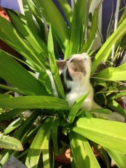 chat fleur.jpg