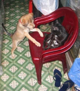chien et chat.jpg
