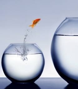 poisson saute.jpg