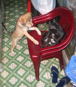 chien et chat.jpg