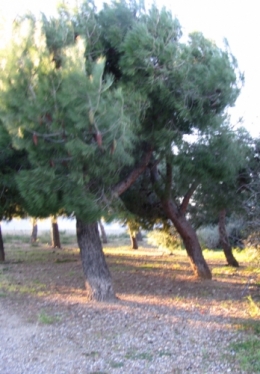 Impression matin d'hiver.jpg