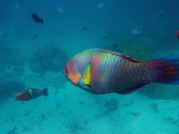 poisson perroquet-1.JPG