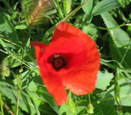 gentil coquelicot.jpg