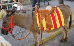 âne catalan.jpg