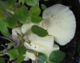 champignon balcon.jpg