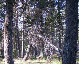 Il est où le chemin ?.jpg