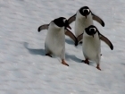 antarctique-33-1334514453-1343608.jpg