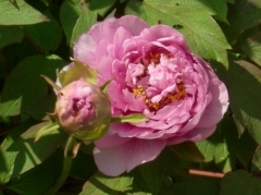 pivoine.jpg