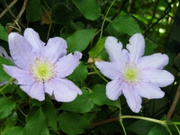 fleurs.jpg