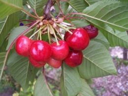 080515016-cerises.JPG