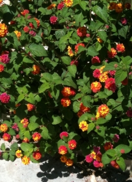 mon lantana.jpg