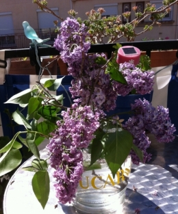 Lilas sent bon.jpg