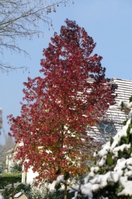 arbre rouge .jpg