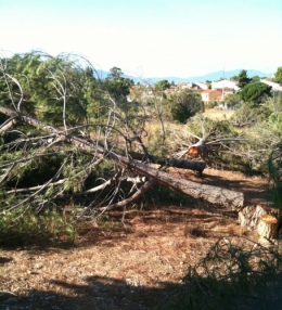 arbres abattus.jpg