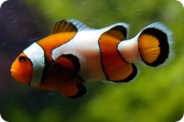 poisson-clown.jpeg