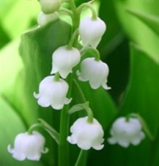 brin de muguet.jpg