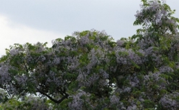 arbre embaumant....jpg