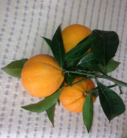 trois oranges.jpg