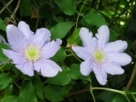 fleurs.jpg