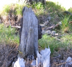 Statuette ?.jpg