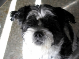 chien trouvé 2 GVB 181.jpg