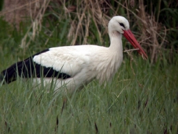 cigogne_02.jpeg
