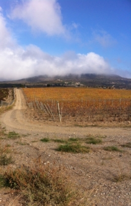 Vigne Cadaqués.jpg