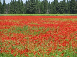 champ coquelicot.JPG