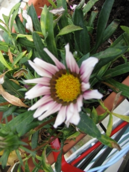 gazania.jpg