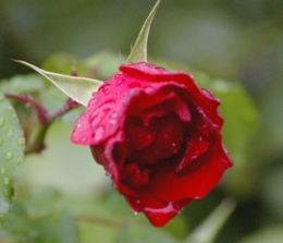 _IGP0593.JPG