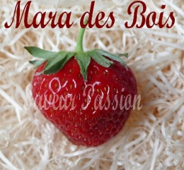 maradesbois.jpeg
