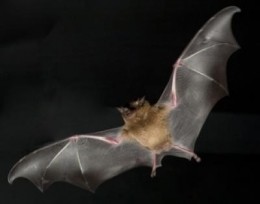 chauve-souris-vol-lent.jpg