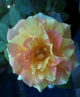 rose 4.JPG