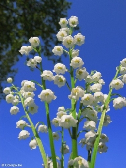 muguet-4973.jpg