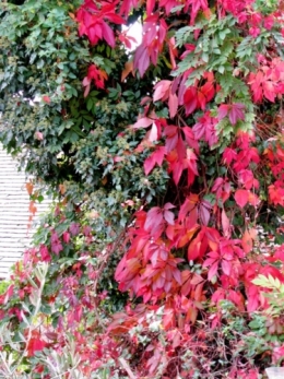 automne 2008.jpg