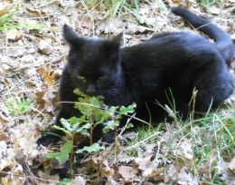 Chatte guide Serrabone.jpg