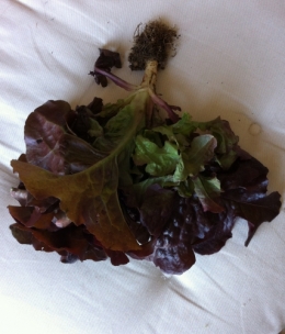 première salade.jpg