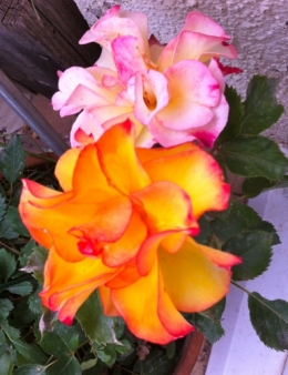 MES ROSES.jpg