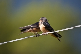 swallows-626216_960_720.jpg