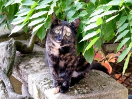 feuille chat.jpg