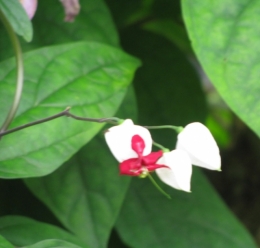 modeste orchidée.jpg