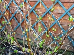 7 mars 09 014.jpg