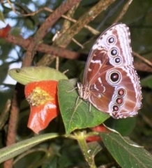 papillon 2.JPG