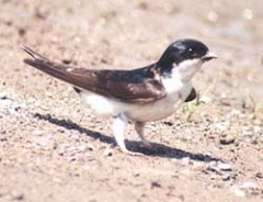 hirondelle de fenetre.jpg