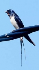 hirondelle de cheminée.jpg