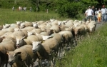 Transhumance à Carnac.jpg