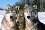 Loups à trois.jpg